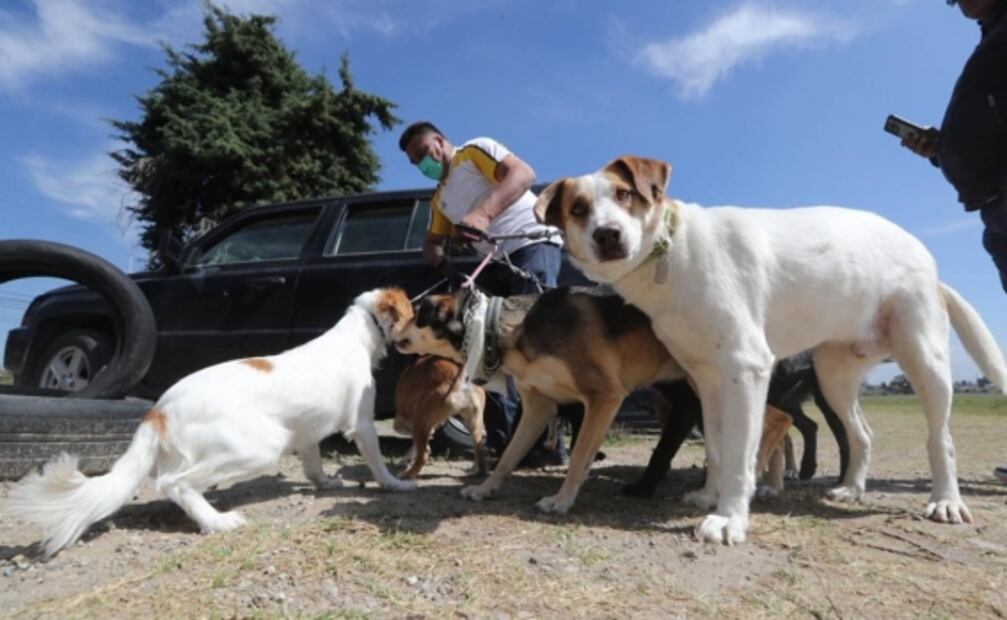 Familia perruna: Ale y su esposo dedican su vida a rescatar perritos, tienen 22 y cambian hasta sus vacaciones por cuidarlos