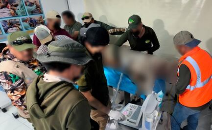 Profepa confirma muerte de tigre de bengala Kenzo; animal atacó al personal , por lo que "repelieron la agresión", explica