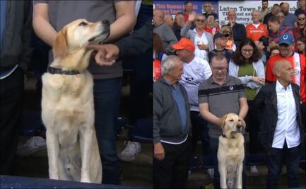 VIDEO: Perrito es captado disfrutando de un partido de Premier League en el estadio