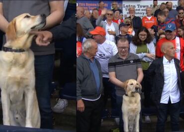 VIDEO: Perrito es captado disfrutando de un partido de Premier League en el estadio