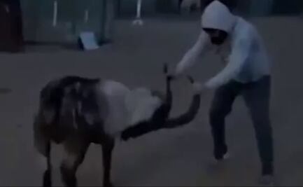 Peleador de la UFC entrena con una cabra 