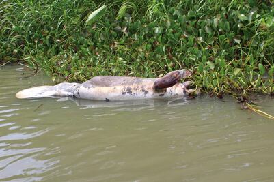 Manatíes, nadie sabe la razón de tanta muerte
