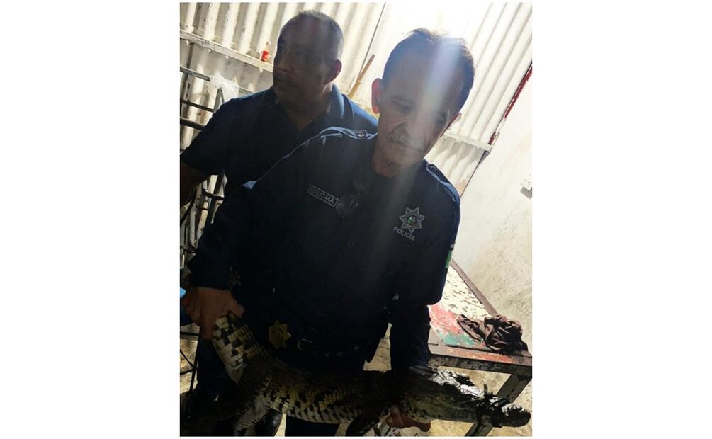 Un cocodrilo de casi dos metros de largo fue capturado en el municipio de Hunucmá, Yucatán. Foto: Especial