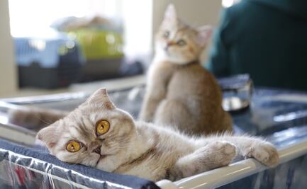 El arañazo de un gato podría provocarte esquizofrenia, según estudio