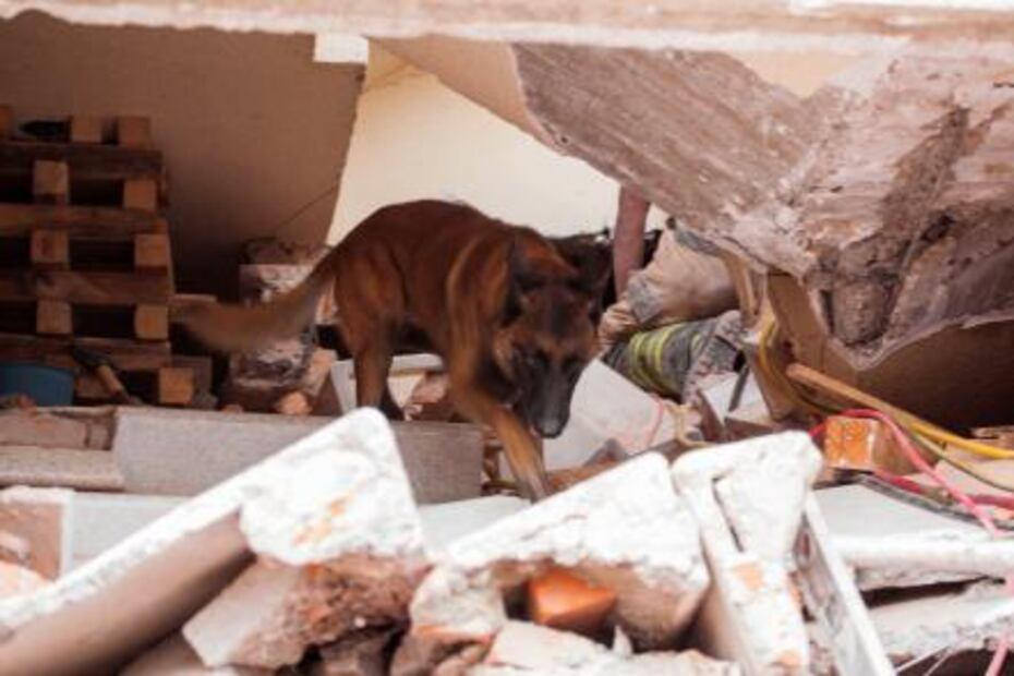 Conoce a los perros rescatistas de la UNAM