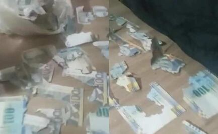 Viral: rata destroza más de 15 mil pesos en ahorros