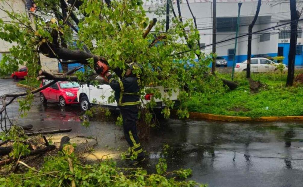 Caída de árbol en la colonia Tezozomoc en Azcapotzalco Junio 16 2025 / Foto: @Bomberos_CDMX