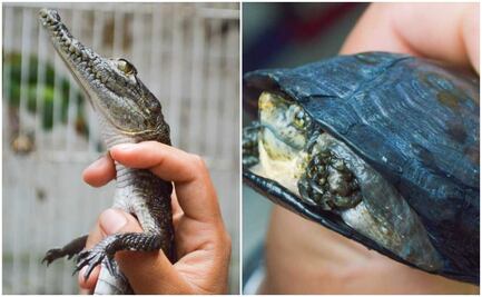Rescatan a cocodrilo y tortuga en Ecatepec; detienen a sujeto que los tenía clandestinamente