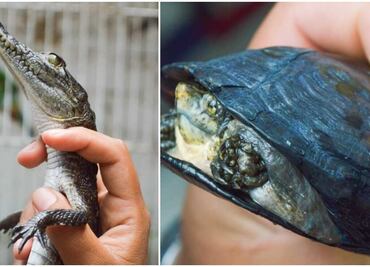 Rescatan a cocodrilo y tortuga en Ecatepec; detienen a sujeto que los tenía clandestinamente