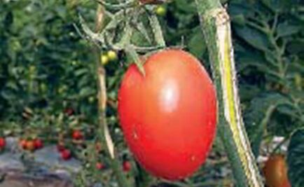 Pendiente, nuevo acuerdo para el jitomate mexicano