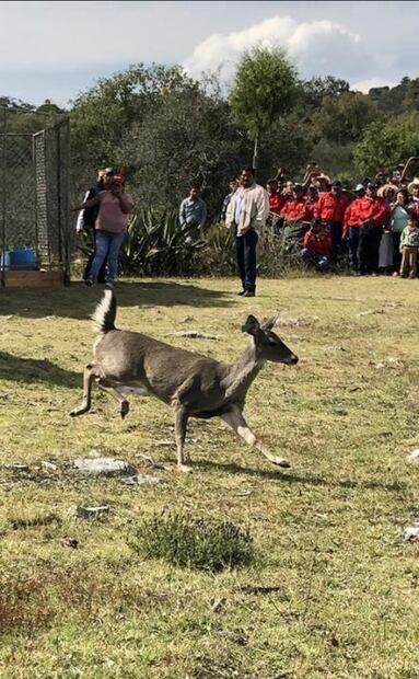 En Actopan, Hidalgo, protegen a su vecino: el puma