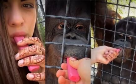Boxeadora obliga a fumar a orangután en peligro de extinción en Crimea; usuarios la tunden en redes 