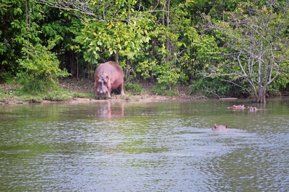 El hipopótamo es la especie que aparece con mayor frecuencia en reportes de incidentes con humanos que resultan en muertes o lesiones en ese país. Foto: Sonia Sierra
