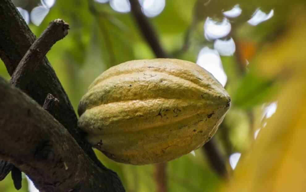 7 datos que no sabías del cacao