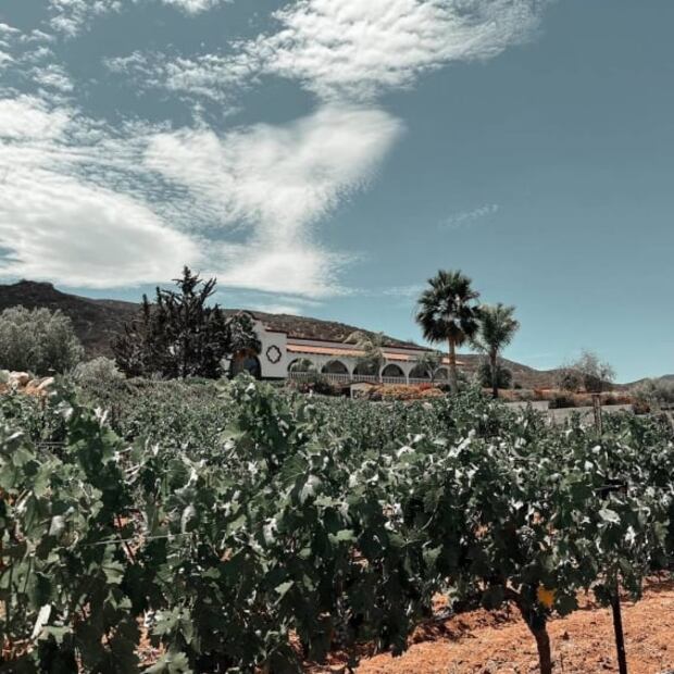 Ruta del Vino: lugares cool que tienes que descubrir en Ensenada