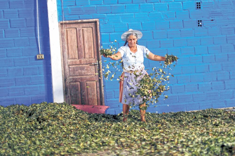 Una granjera de Bolivia prepara la hoja de coca, un día antes de las elecciones en el país. Foto: UESLEI MARCELINO. REUTERS