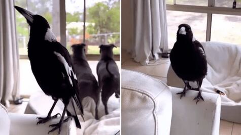 VIDEO: Cuervo imita el ladrido de los perros y se hace viral