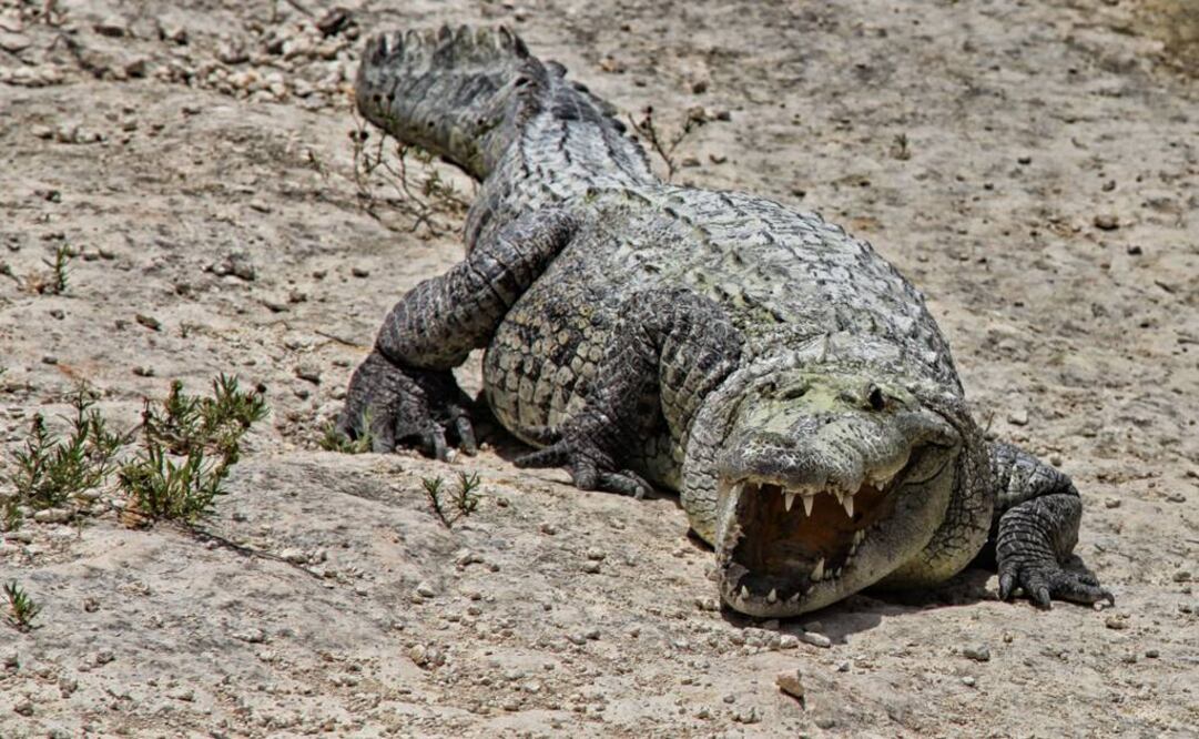 Foto: Archivo EL UNIVERSAL