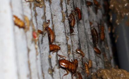 China utiliza cucarachas para reducir residuos urbanos