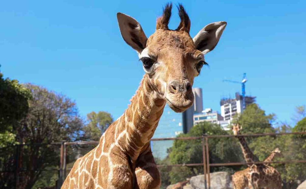 Bartolo o bartolomeo nombre de la jirafa bebé de chapultepec. Foto: Especial