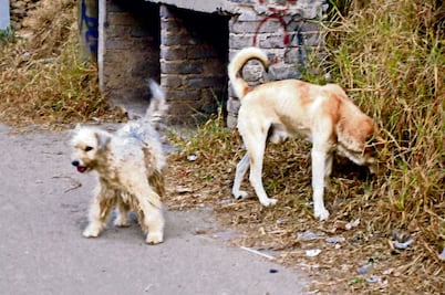 Muerte de mascotas causa alarma en la GAM