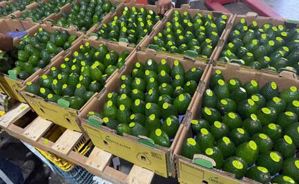 Productores de Morelos exporta primer embarque de aguacate a Canadá; envían 18 toneladas