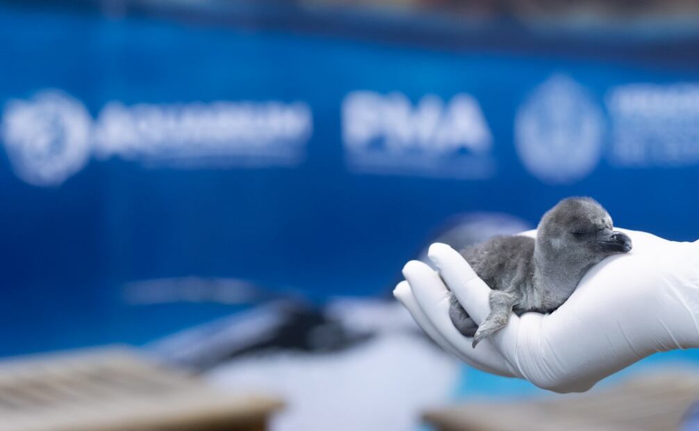 Nace pingüino de Humboldt en Aquarium del Puerto de Veracruz (23/03/2025). Foto: Especial