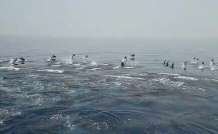 Guardia Civil de España graba impactante desfile de delfines