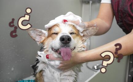 Errores comunes al bañar a tu mascota; ¿cómo evitarlos para cuidar su pelaje?