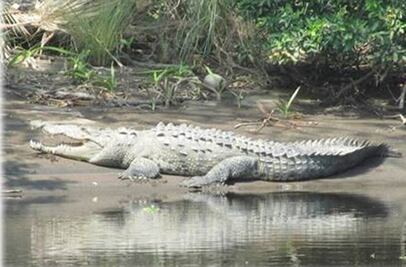 Cocodrilo ataca a turista en Cancún