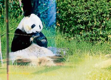 Premian labor de conservación del panda