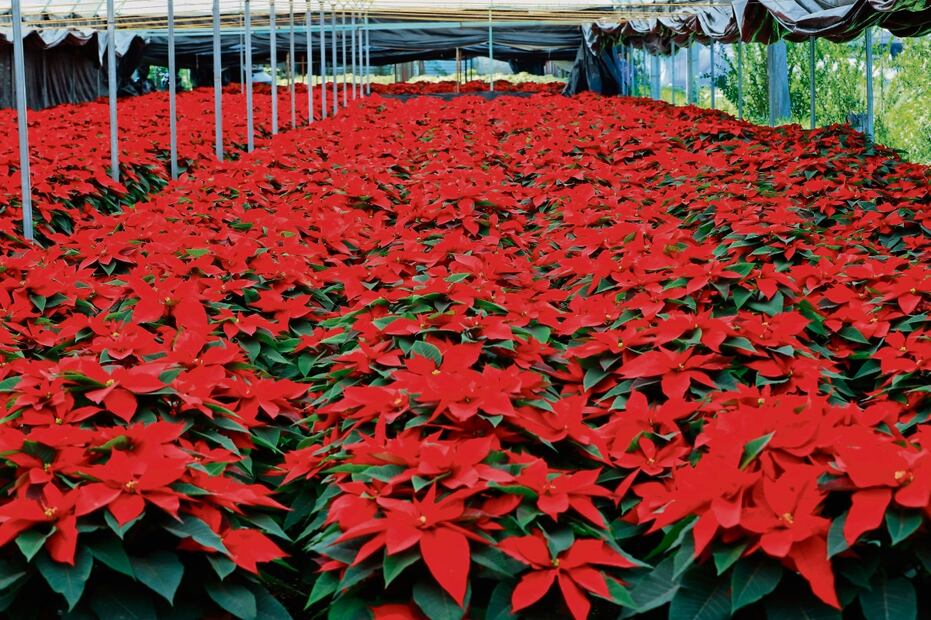 Listas, 21 variedades de nochebuenas para Navidad