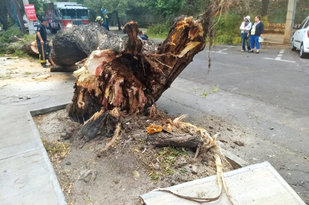 Petición. Colonos afirman que desde hace dos años pidieron apoyo para retirar los árboles en riesgo de caer en Altata (DIANA VILLAVICENCIO. EL UNIVERSAL)