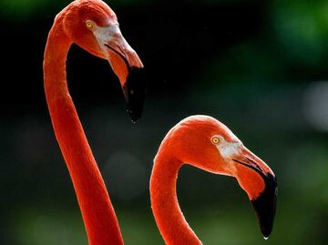 Minería de litio y calentamiento global propician disminución de flamencos