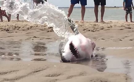 Bañistas salvan a tiburón blanco varado en playa de EU