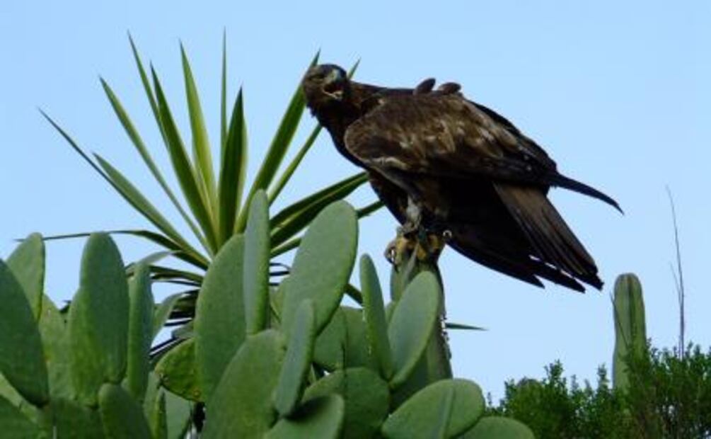 Fauna endémica de México está de fiesta