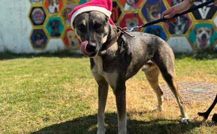 Perritos del Centro de Transferencia Canina del Metro reciben donaciones; 55 lomitos viven en el lugar