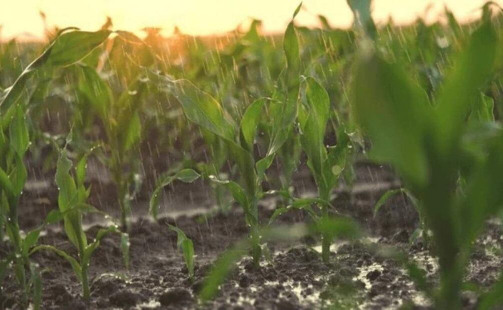 Lluvias en Chihuahua benefician a unas 400 mil hectáreas de cultivos principalmente de sorgo, frijol y avena (26/06/2025). Foto: Especial