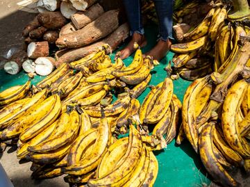 Estos son los beneficios de consumir plátano macho