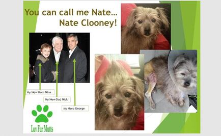 George Clooney rescata a perro discapacitado