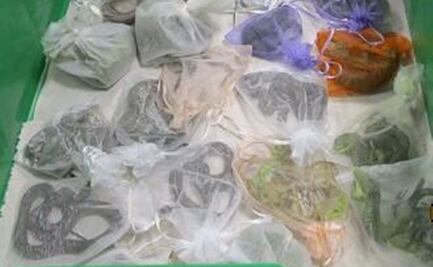 Detienen a hombre que viajaba con 9 serpientes y 43 lagartos entre su ropa y quería entrar a EU