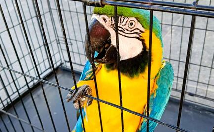 FGR entrega a Profepa siete guacamayas y loros cabeza amarilla en Tabasco; son especies en peligro de extinción