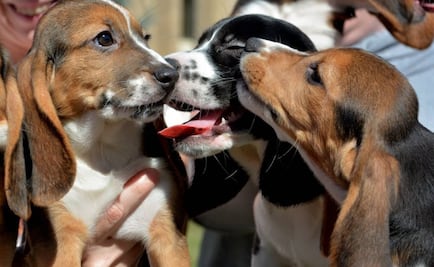 Senado aprueba reforma que prohíbe peleas de perros