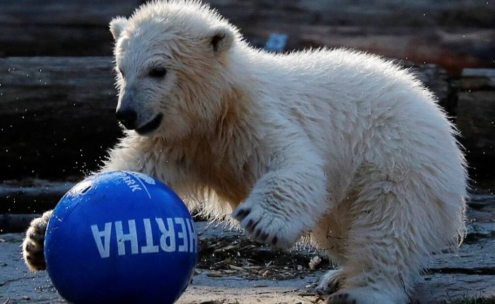 Zoológico en Berlín nombra "Hertha" a osa polar de 4 meses