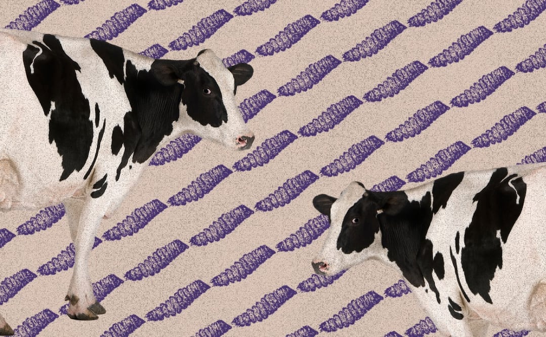 Según la doctora Yazmín Alcalá Canto, el "platillo favorito" del gusano barrenador son los bovinos. Ilustración: Angélica Vázquez.