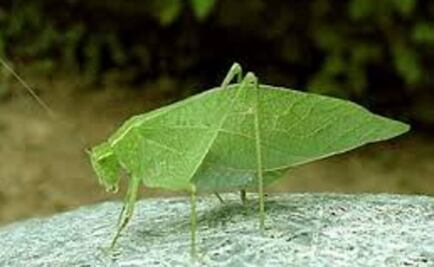 Descubren insecto en forma de hoja que vivió hace 270 millones de años