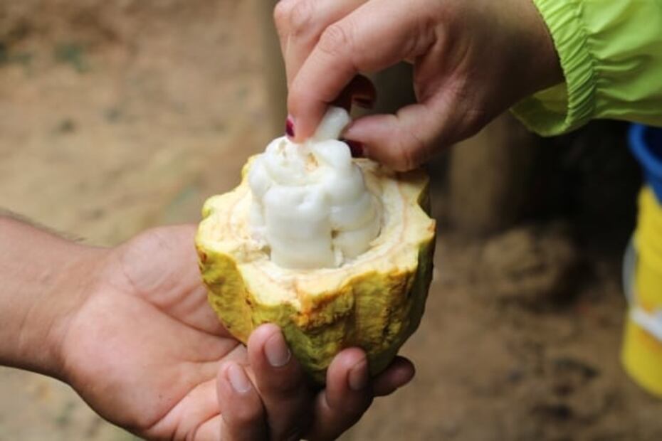 Así sabe el cacao en la zona maya de Belice