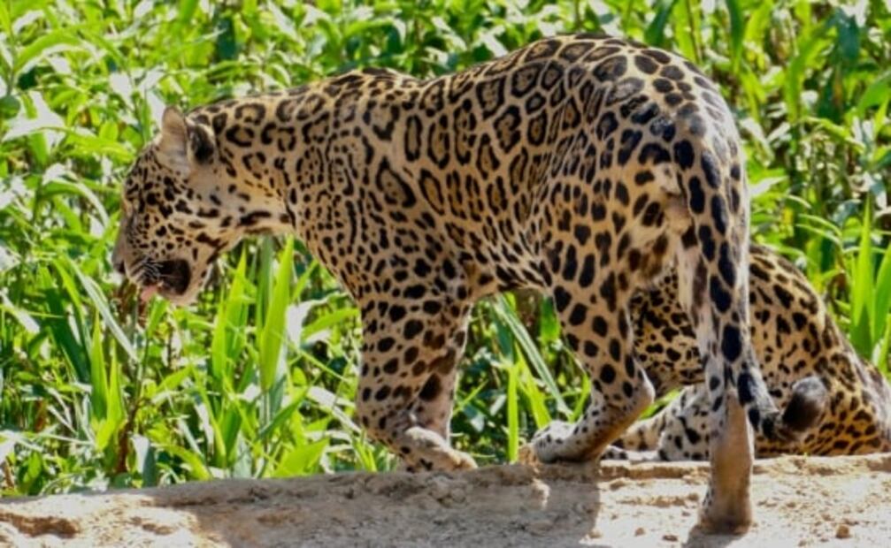 Conoce las 6 especies de felinos que habitan en México