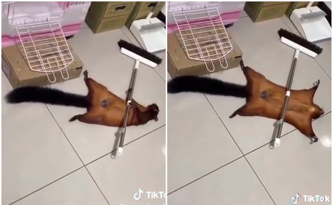 Ardilla dramática. Foto: Capturas de TikTok @yosoyciproshow