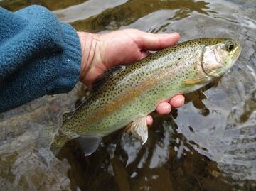 Conoce las diferencias entre los pescados azules y blancos
